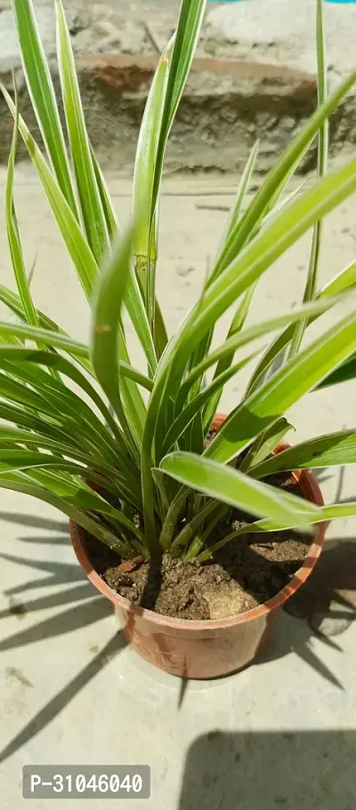 Spider Plant - Indoor Air Purifying Houseplant-thumb2