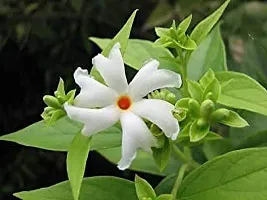 Jasmine Plant with Pot - Easy to Maintain-thumb1