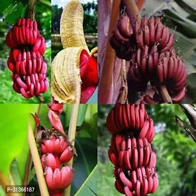 Hardy Musa Banana Plant - Live Plant for Sale-thumb0