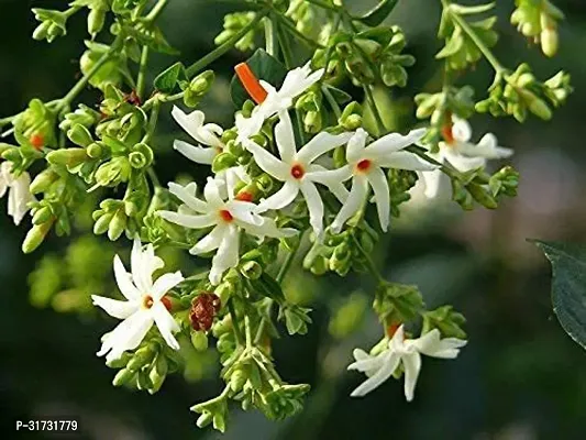 Potted Jasmine Plant - Ideal for Outdoor Use-thumb0