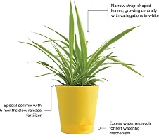 Spider Plant - Natural Air Purifier for Indoors-thumb1