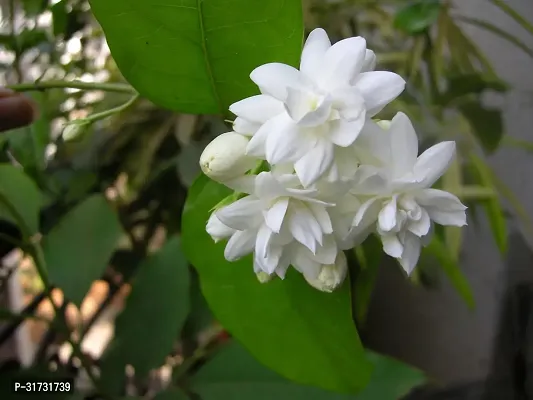 Jasmine Plant - Beautiful Blooms and Fresh Aroma-thumb0