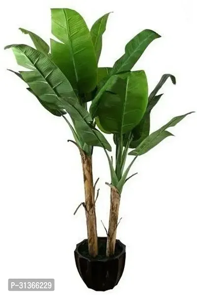 Dwarf Banana Tree - Ideal for Apartments and Small Spaces-thumb0