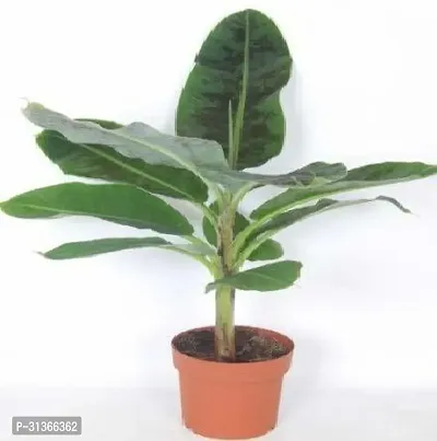 Rare Red Dacca Banana Plant - Exotic and Beautiful-thumb0