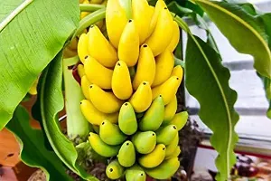 Dwarf Tropical Banana Plant - Great for Indoor Spaces-thumb3