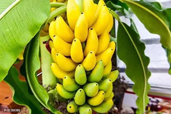 Dwarf Tropical Banana Plant - Great for Indoor Spaces-thumb4