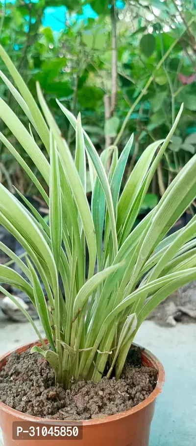 Spider Plant - Indoor Air Purifying Houseplant-thumb2