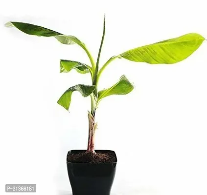 Fresh Musa Basjoo Banana Tree - Cold Hardy Variety-thumb0