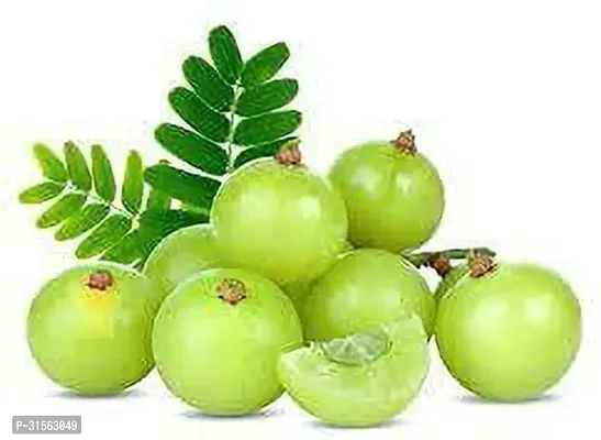 Healthy Amla Plant - Boosts Immunity-thumb0