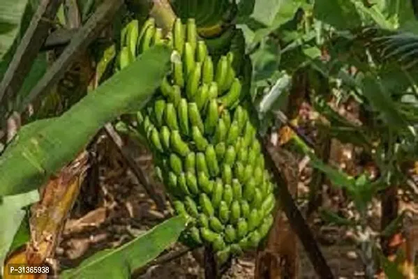 Edible Hardy Banana Plant - Great for Gardeners-thumb0