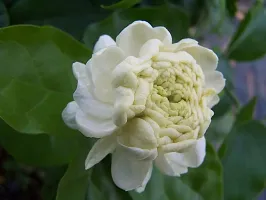 Jasmine Plant with White Blooms - Aromatic and Elegant-thumb1