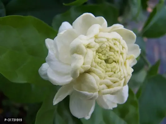 Jasmine Plant with White Blooms - Aromatic and Elegant-thumb2