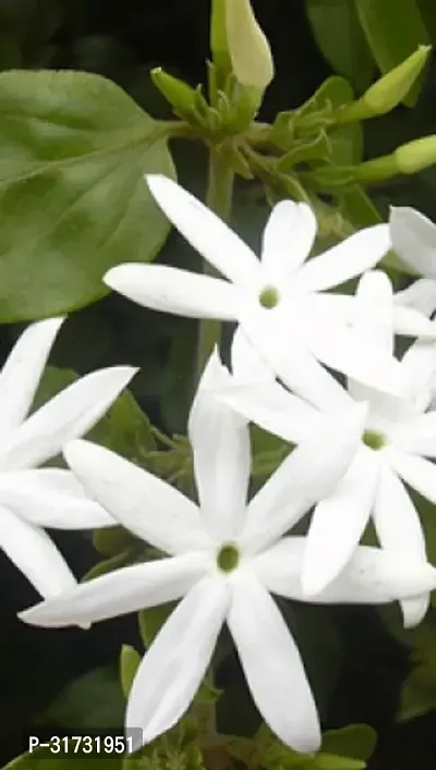 Jasmine Plant with Pot - Easy to Maintain-thumb2