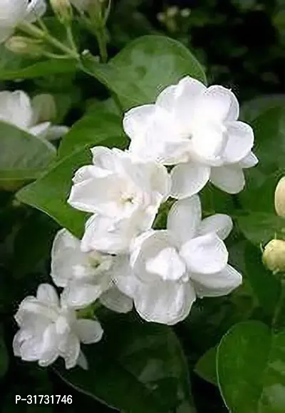 Potted Jasmine Plant - Easy Care and Fragrant-thumb0