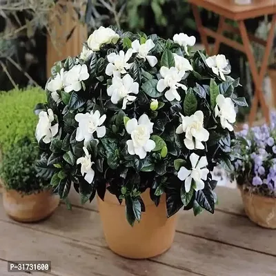 Live Jasmine Plant - Beautiful and Aromatic-thumb0