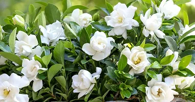 Fragrant Jasmine Plant for Patios-thumb1