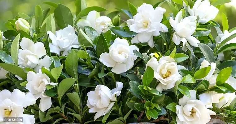 Fragrant Jasmine Plant for Patios-thumb2