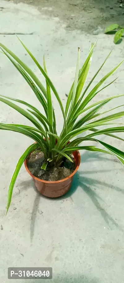 Spider Plant - Indoor Air Purifying Houseplant-thumb3