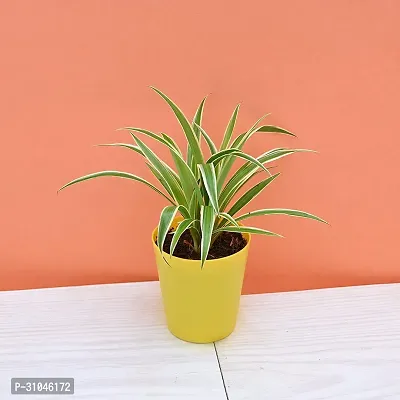 Spider Plant - Indoor Air Purifying Houseplant-thumb0