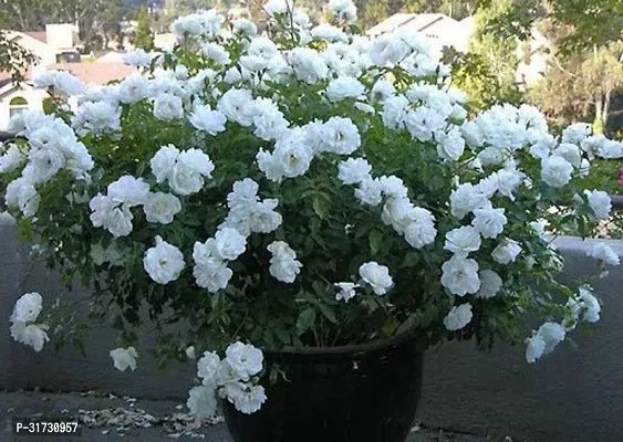 Potted Jasmine Plant - Ideal for Patios and Balconies-thumb0