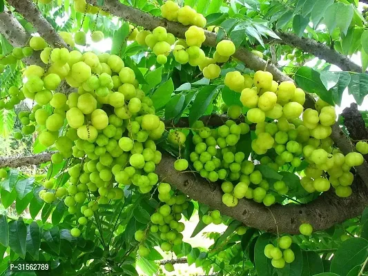 High-Yielding Amla Plant - Abundant Fruit-thumb0