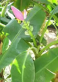 Mini Banana Plant - Great for Indoor and Outdoor Spaces-thumb1