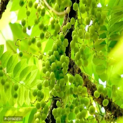 Miniature Amla Tree - Space-Saving Fruit-thumb0