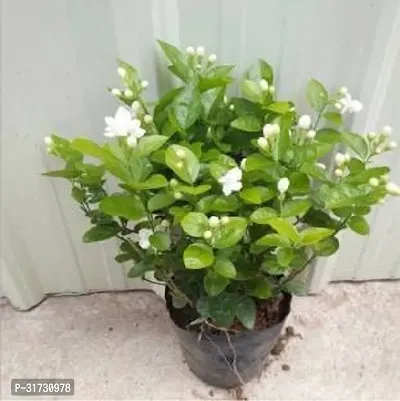 Live Jasmine Plant - Beautiful and Fragrant-thumb0