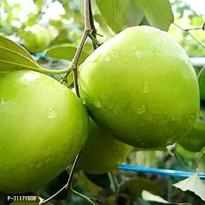 Ber Apple Plant - Fresh Homegrown Fruit-thumb0