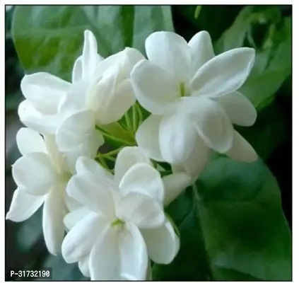 Potted Jasmine Plant - Perfect for Home and Office-thumb0