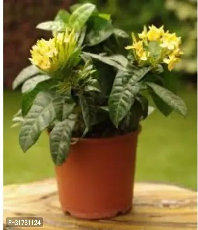 Healthy Jasmine Plant - Perfect for Indoor and Outdoor Gardens-thumb0