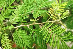 Prosopis Cineraria with Ceramic Pot-thumb1