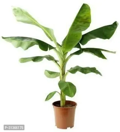 Dwarf Tropical Banana Plant - Great for Indoor Spaces-thumb0