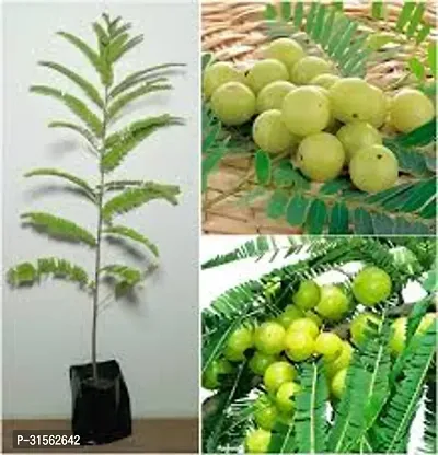 Grafted Amla Tree - Enhanced Growth-thumb3