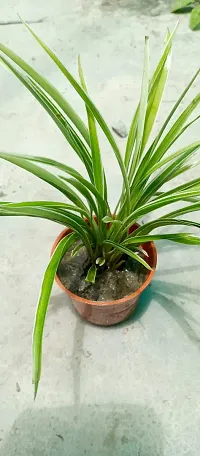 Spider Plant with Pot - Low Maintenance Indoor Greenery-thumb2