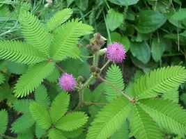 Hardy Prosopis Cineraria Plant-thumb1