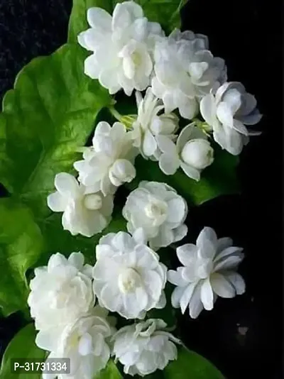 Live Jasmine Plant - Adds Freshness and Fragrance-thumb0