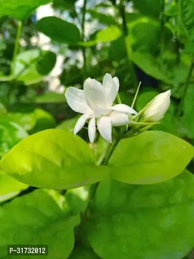 Live Jasmine Plant - Adds Freshness and Elegance-thumb0