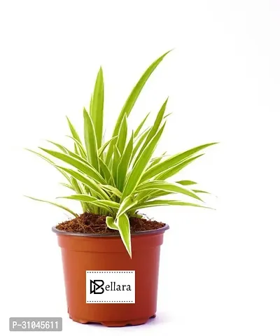 Spider Plant - Indoor Air Purifying Houseplant-thumb2