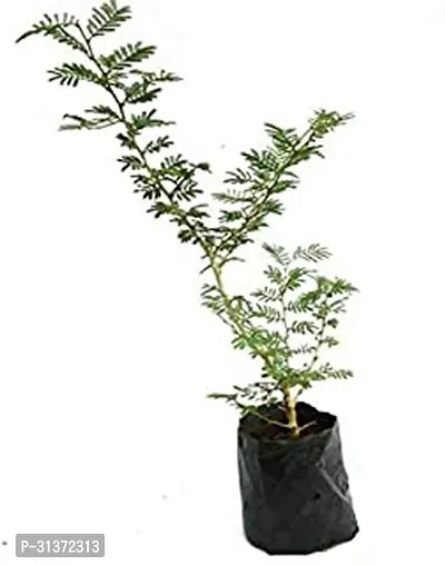 Prosopis Cineraria for Spiritual Spaces-thumb0