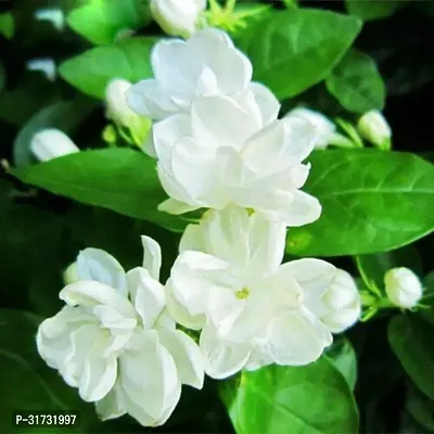 Jasmine Plant with Pot - Easy to Care For-thumb0