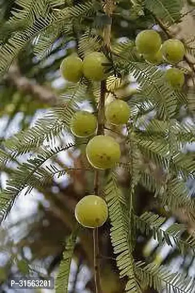 Versatile Amla Plant - Multiple Uses-thumb2