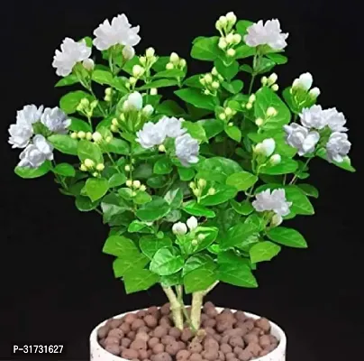 Live Jasmine Plant - Beautiful and Aromatic-thumb0