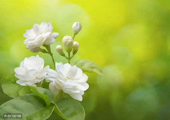 Healthy Jasmine Plant - Beautiful and Fragrant-thumb0