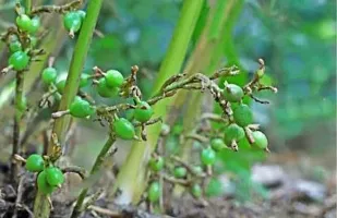 Organic Cardamom Plant - Aromatic Live Herb-thumb2