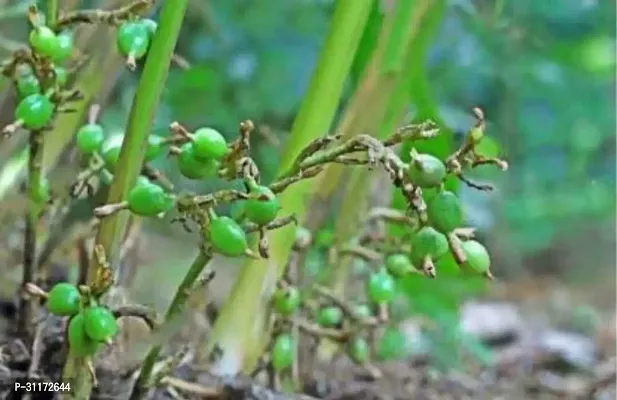 Organic Cardamom Plant - Aromatic Live Herb-thumb3