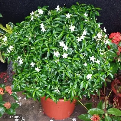 Seasonal Jasmine Plant for Blooms-thumb0