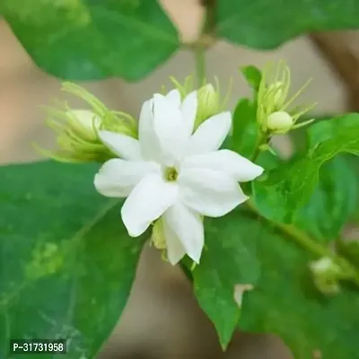 Potted Jasmine Plant - Ideal for Patios and Balconies-thumb0