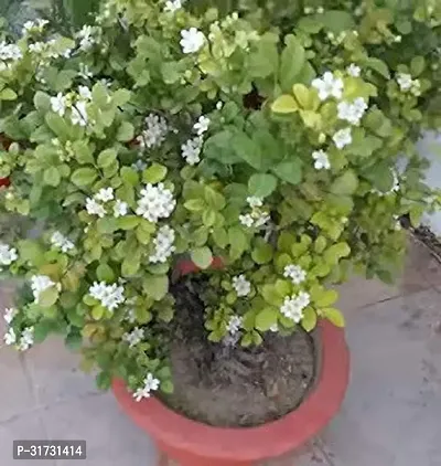 Potted Jasmine Plant - Ideal for Outdoor Use-thumb0