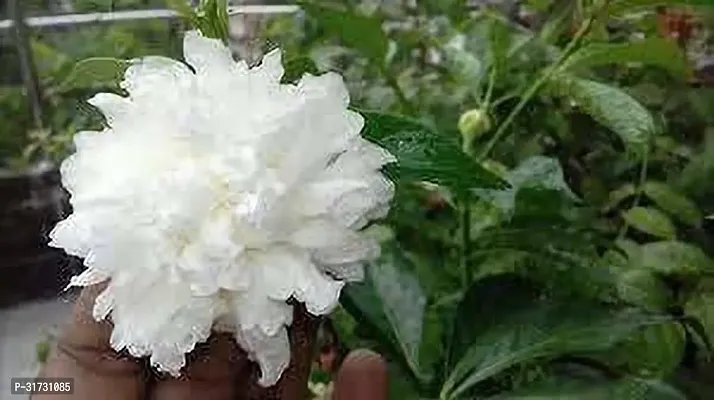 Jasmine Plant with Long-Lasting Blooms-thumb0